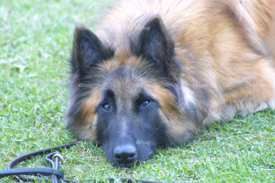 belgian sheherd