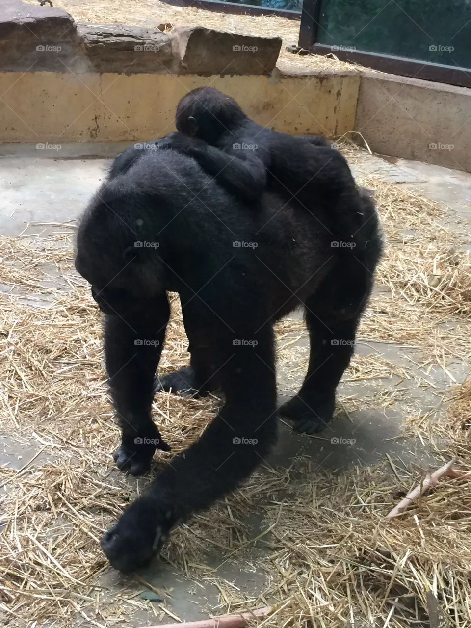 Ape