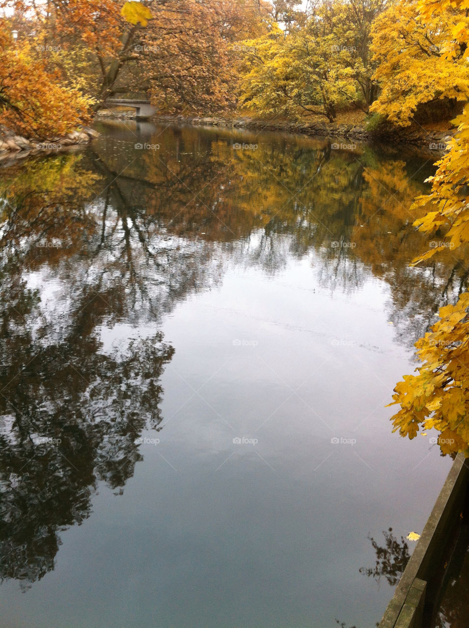 malmö sweden trees autumn by starobaronen