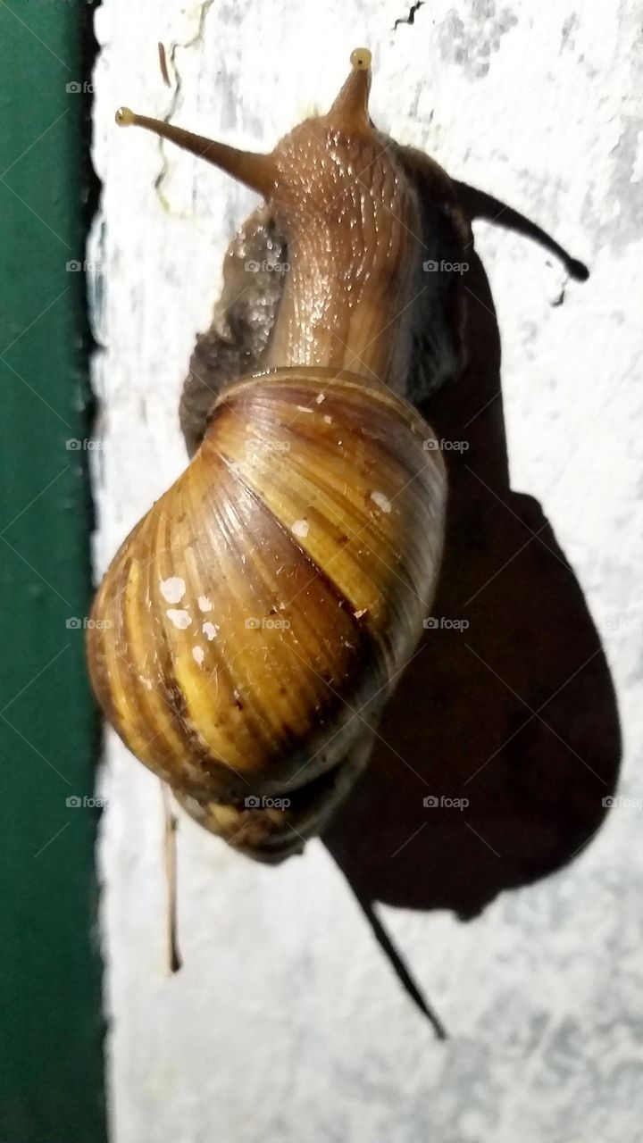 conch crawling on the wall