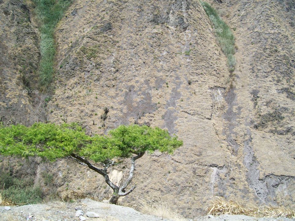 Single bright green tree reaching out over a ridge with a steep cliff beyond 