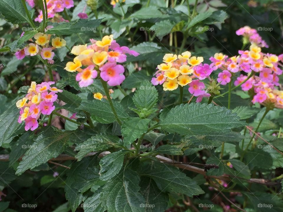Lantana