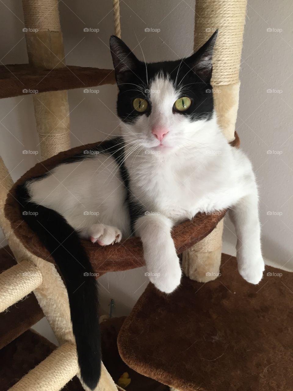 Tuxedo cat sitting in bowl