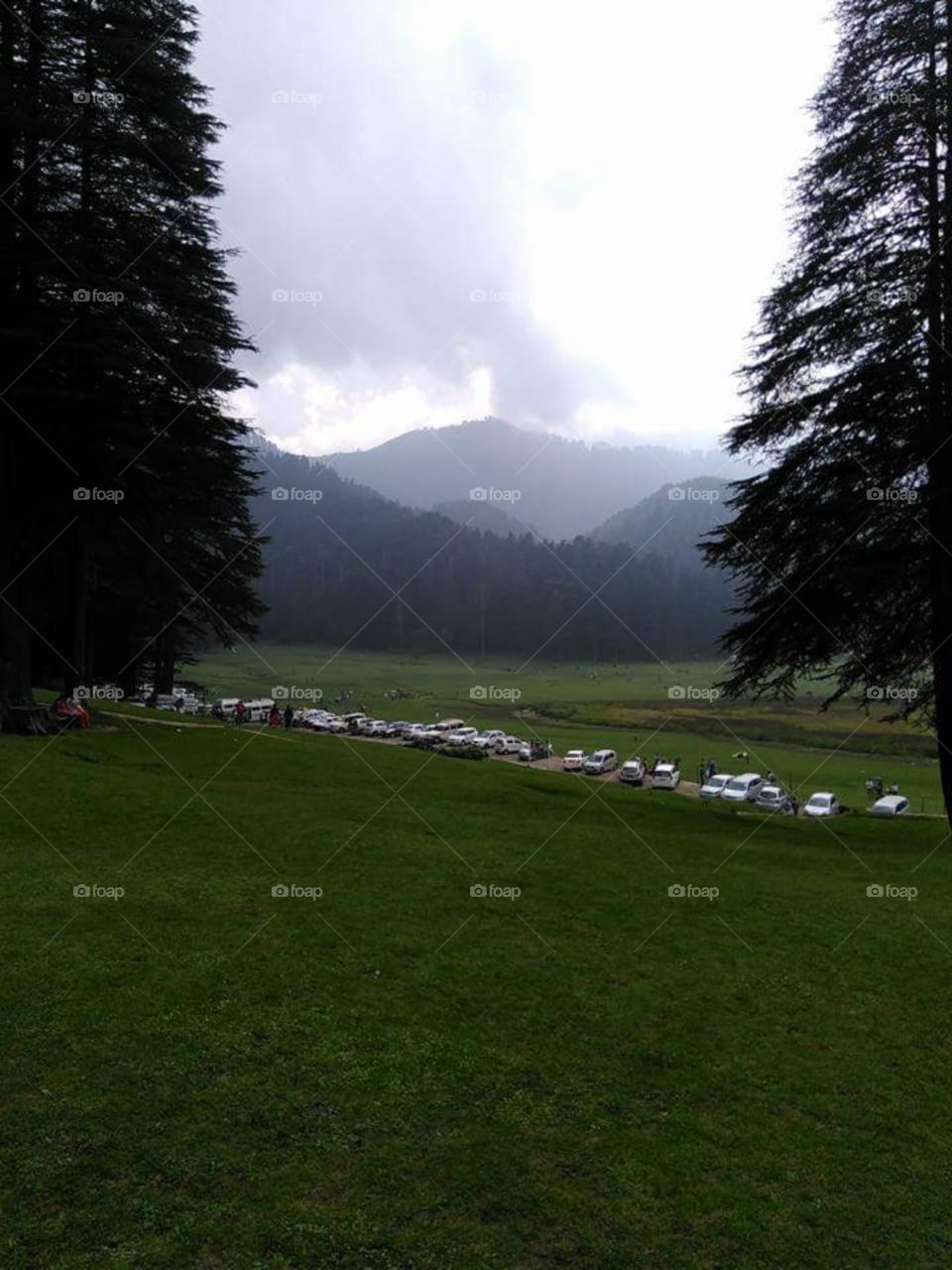 The beautiful place in himachal, all over green grass with the big big Green trees of Devadar