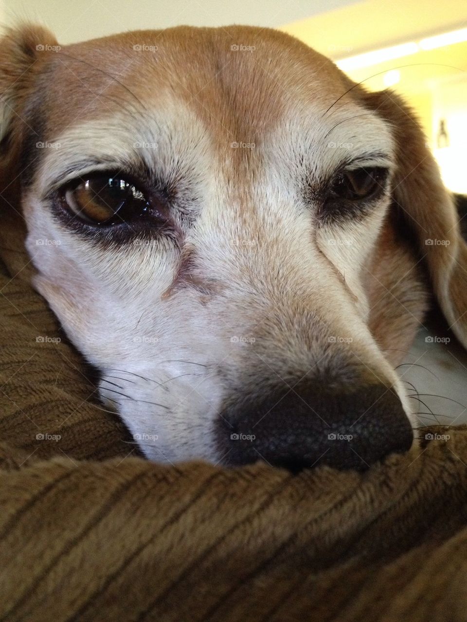 Close-up of a dog