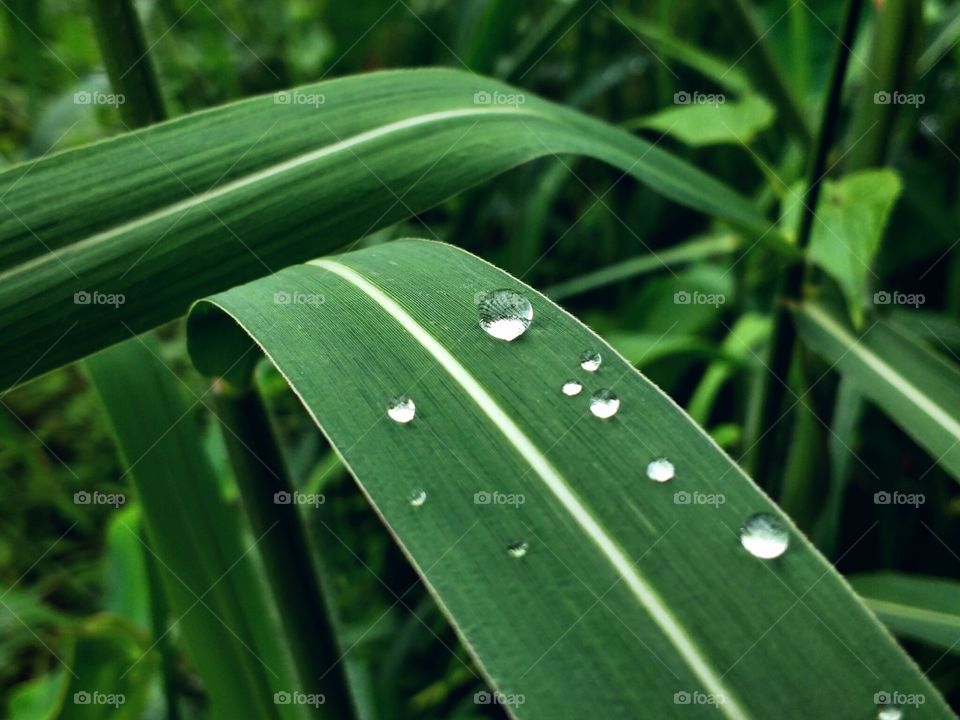 water drops