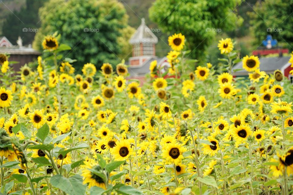 Brilliant Sunflowers 