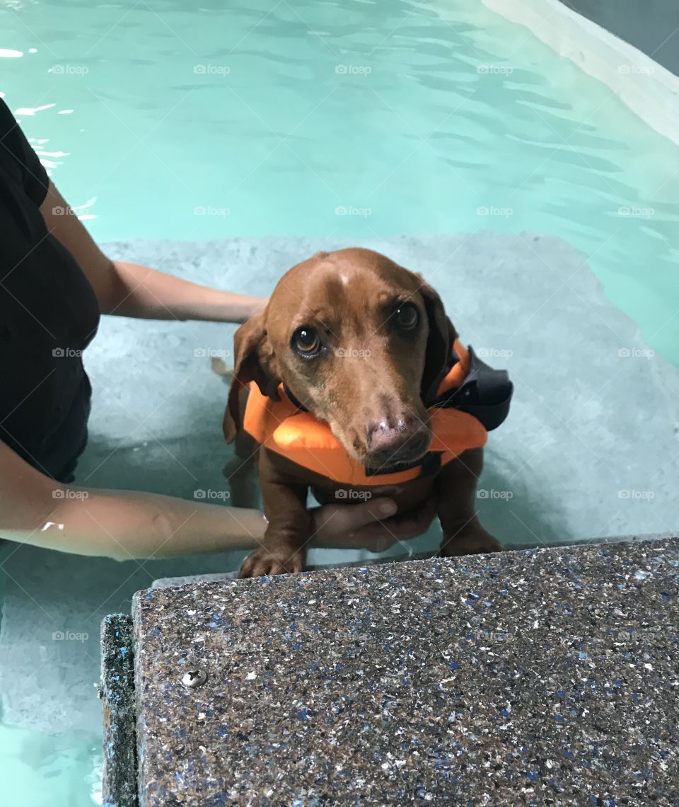 Upset dachshund in a pool. 