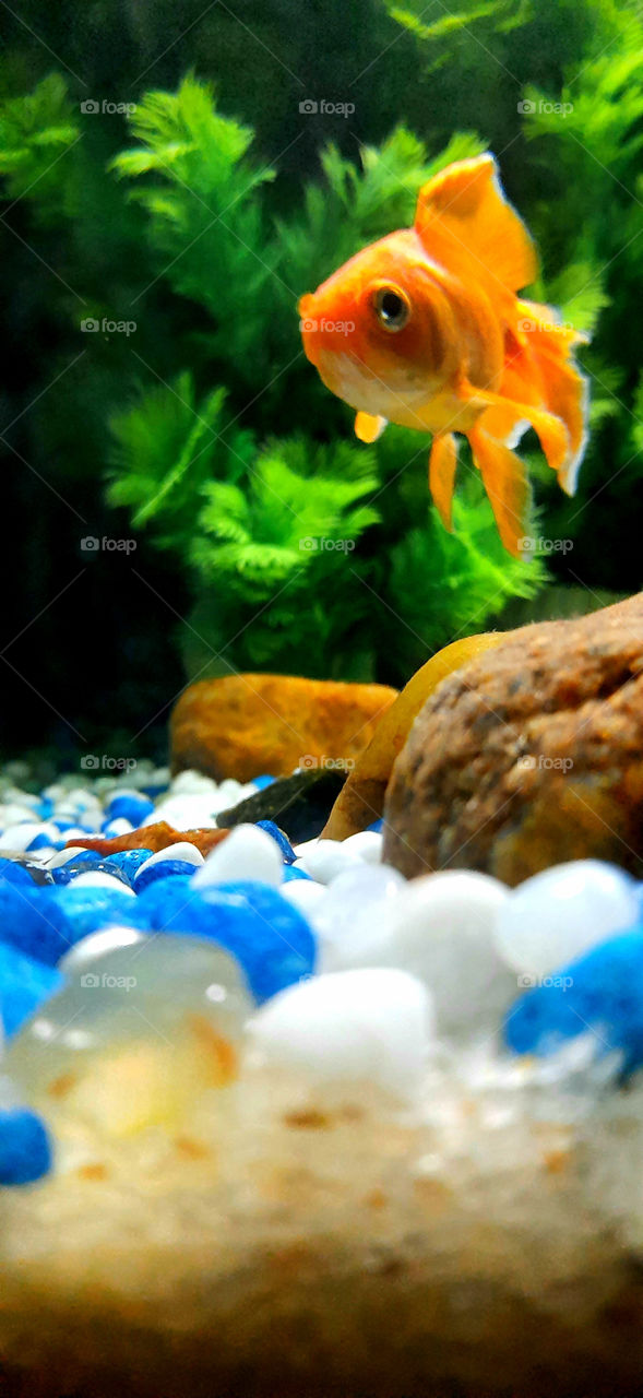 Routine and daily habits. Feeding my pet goldfish ' Arena ' is my daily routine and habits.