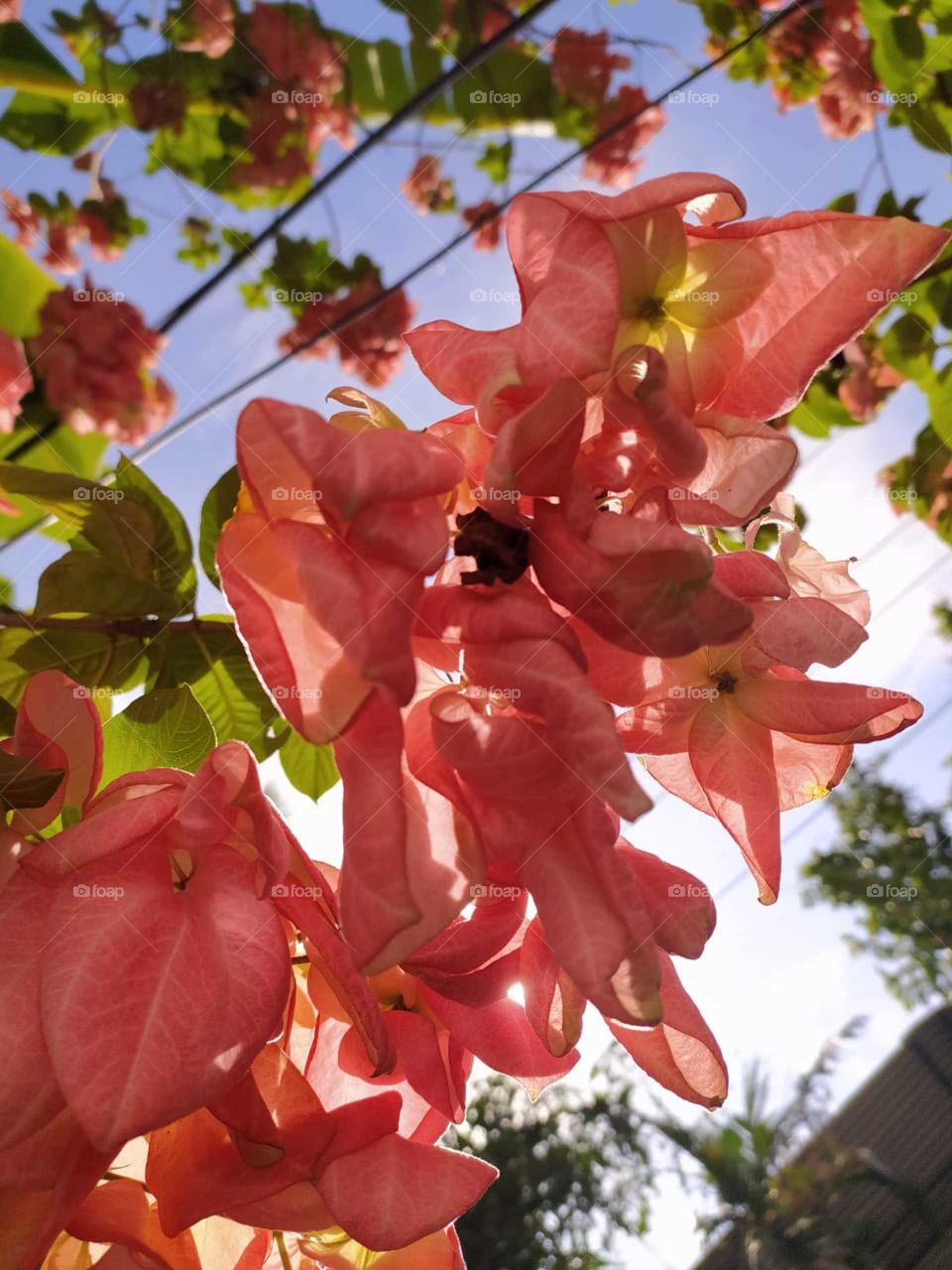 Peachy Mussandas in a sunny summer day making their presence known with their attractive furls of petals.