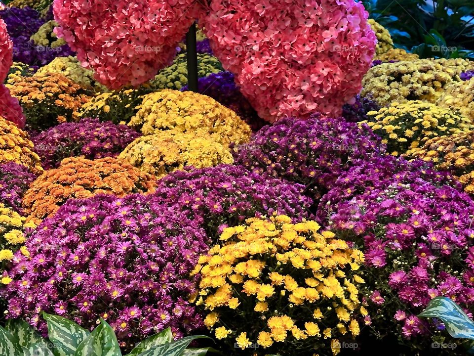 Fall Wins! (Bonus Exclusive Mission) - If Chrysanthemum (Queen of Fall Flowers) have appeared it must be fall: those stunning golds, pinks and burgundies,the tight petals on blooms are so numerous they practically hide the plant's foliage