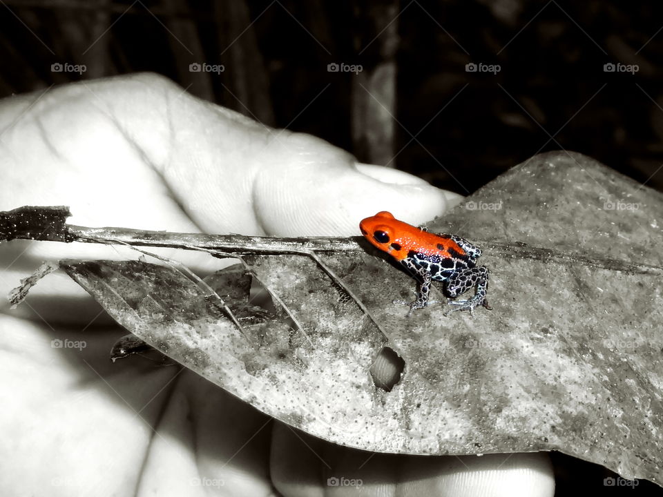 Red-backed poison frog on man’s hand, amazon rainforest, iquitos peru