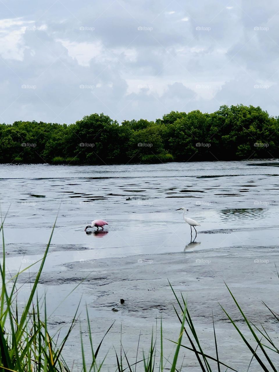 White egret follows the roseate spoonbill as they hunt dinner. The birds are hunting for small fish and crabs at low tide on the Back Bayou.