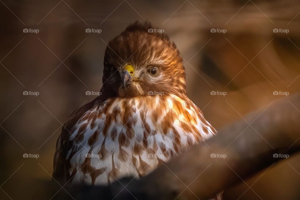 Portrait of a Red-shouldered hawk in soft golden light. Raleigh, North Carolina. 