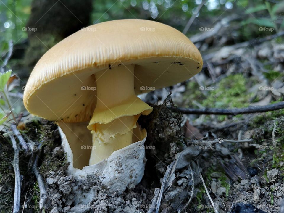 Mushroom