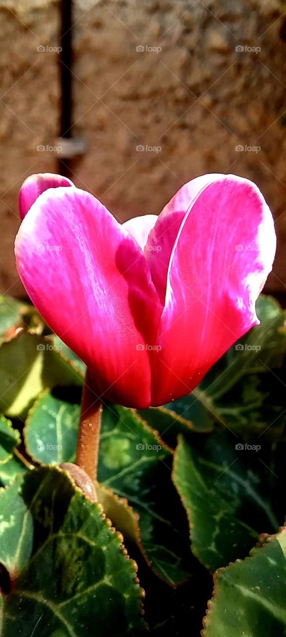 Cyclamen hederifolium