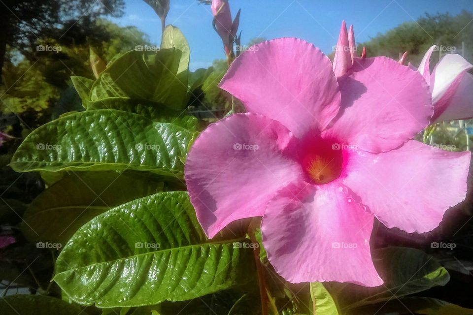 Beautiful large pink Mandevilla flower
