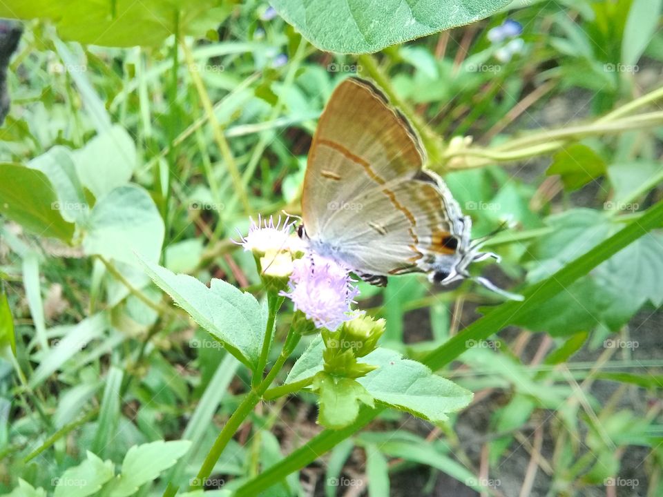 The butterfly is sucking ageratum conyzoides flower exctract