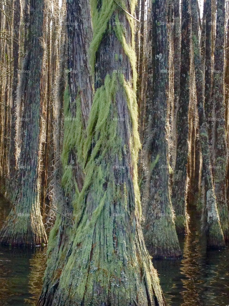 Bearded Cypress