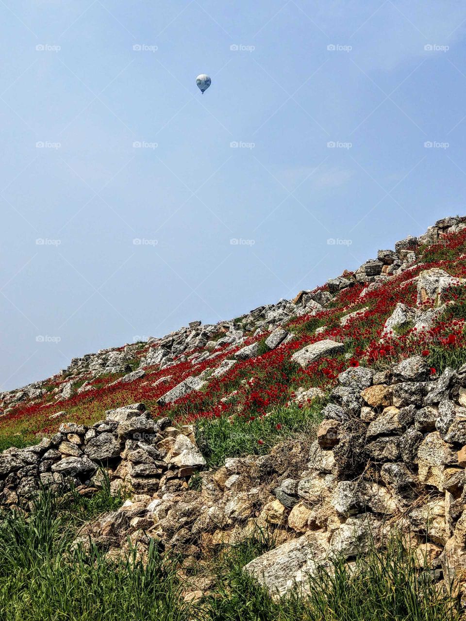 Maybe can flower viewing in the hot air balloon, and flower viewing on the hillside also can find a hot air balloon in the distance. it is a wonderful landscape.