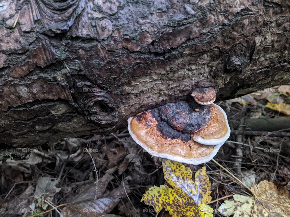 Tinder fungus.