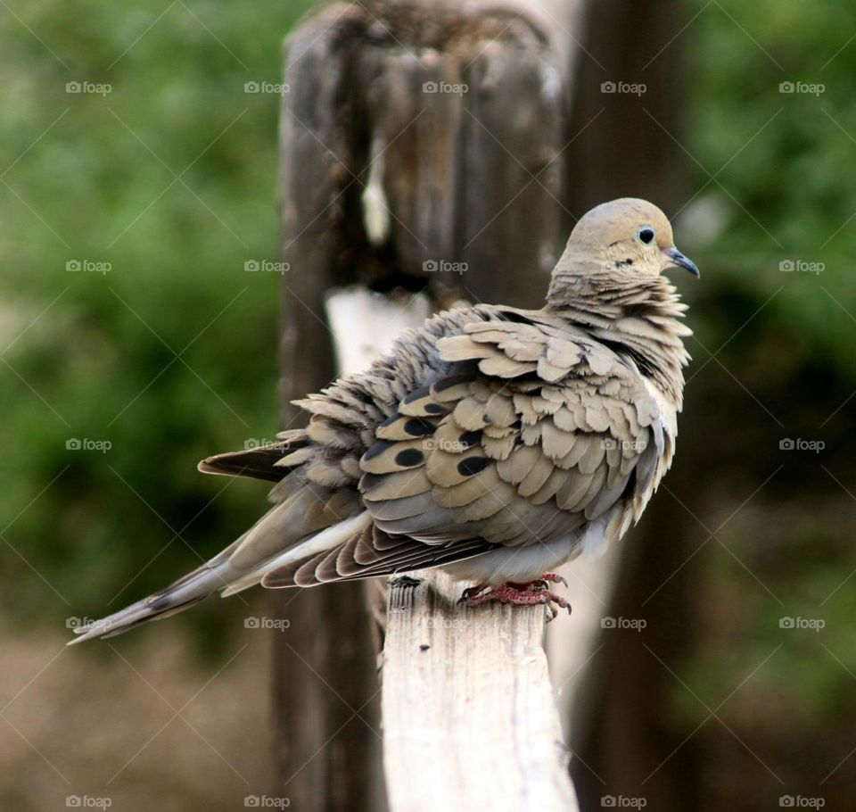 Mourning Dove on a Fence