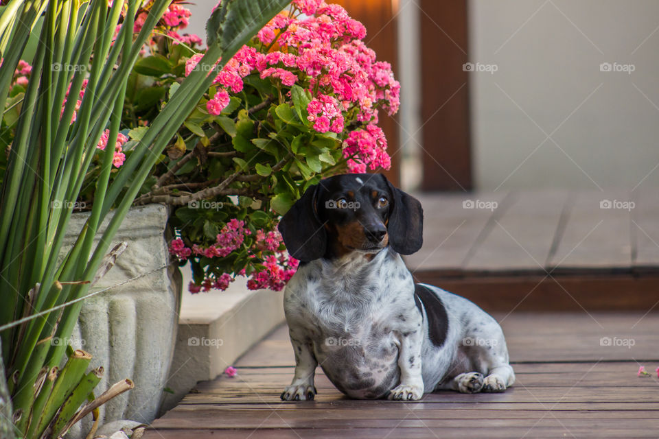 Dachshund and flowers