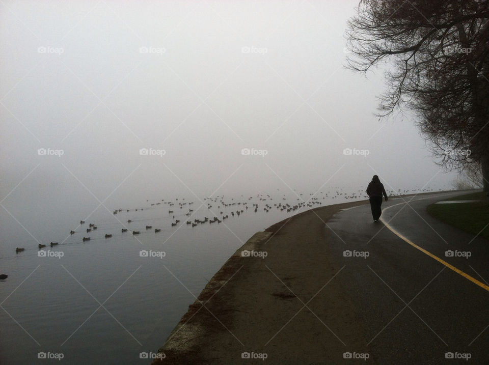 trees water ducks fog by michaek_bdtkr