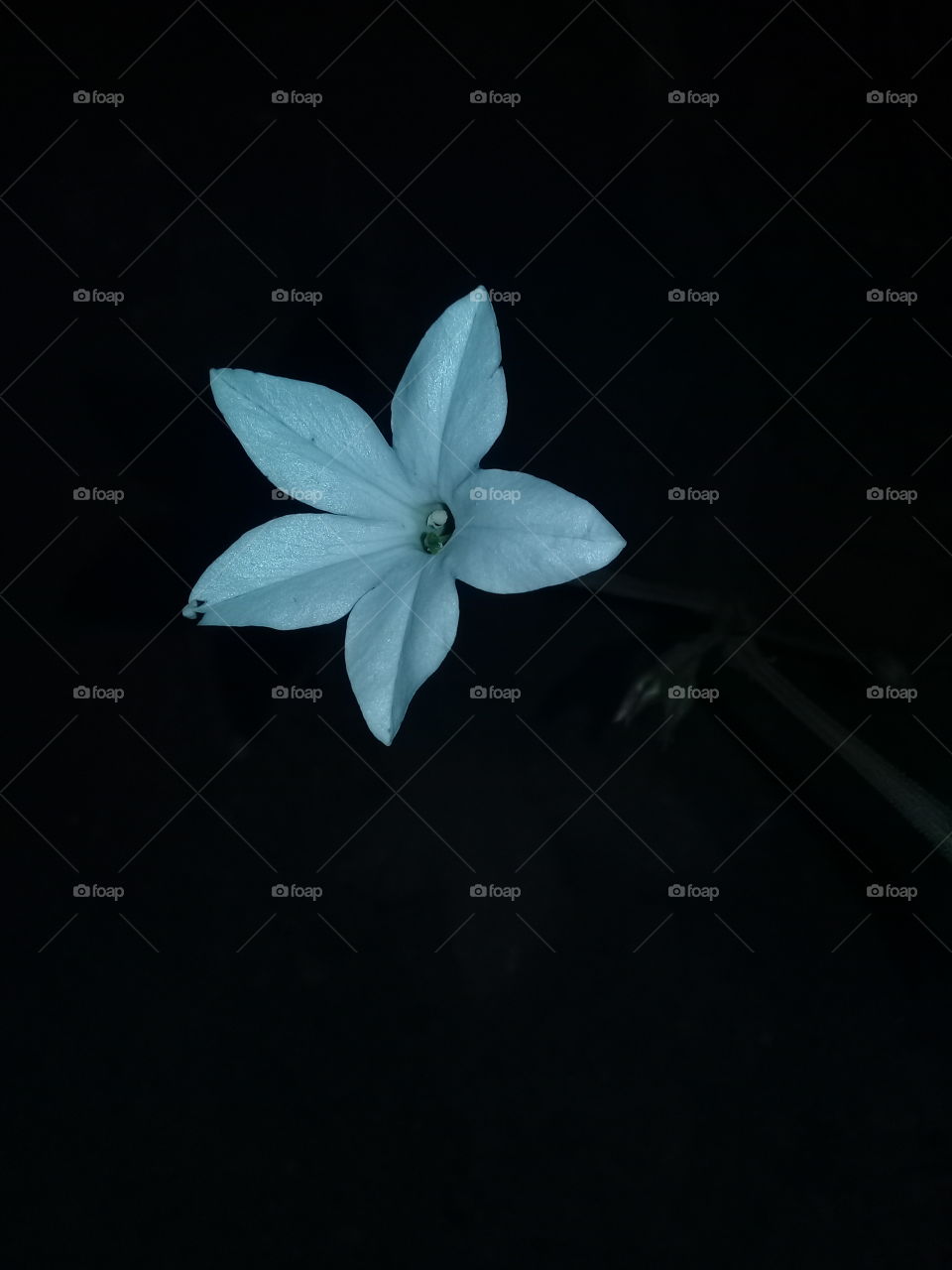 imagen de una flor silvestre abierta al ras del suelo fotografiada en horario nocturno.