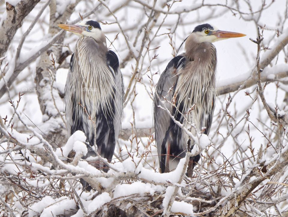 Great Blue Heron pair during nesting season on a very snowy spring day in a tree. Falling snow.