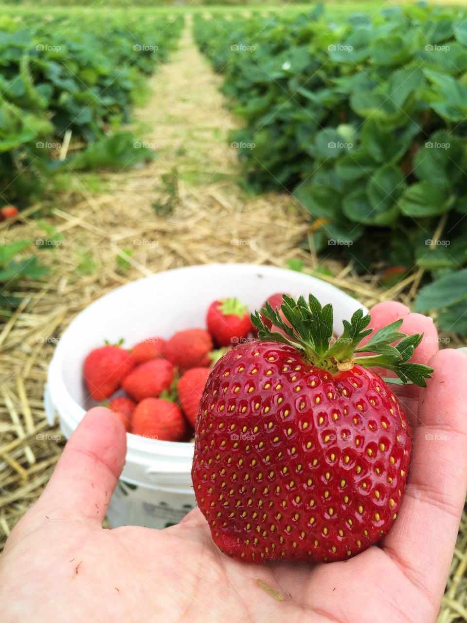 Strawberries 