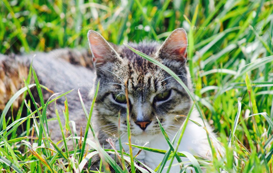 Summer Pets - grey tabby enjoying the summer sun in a lush pasture