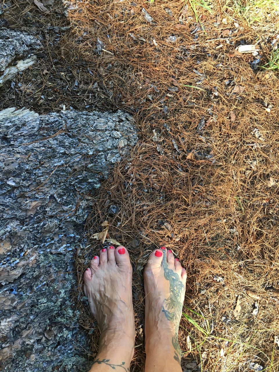 Nothing nicer than to feel pine needles smooth underfoot; and seeing our majestic pine grove. What a sight to behold! Here I'm looking at the trunk of one of them, you can see the bark!