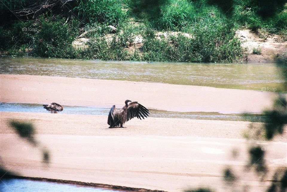 Vultures. sunbathing.