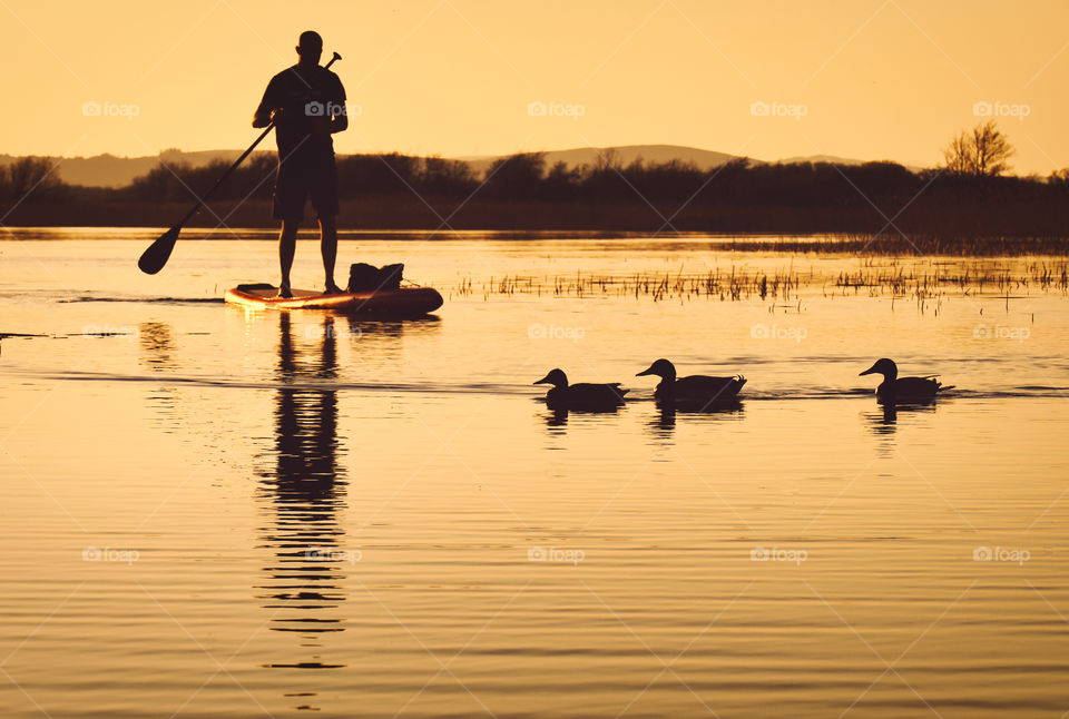 Peddle boarder and three little ducks