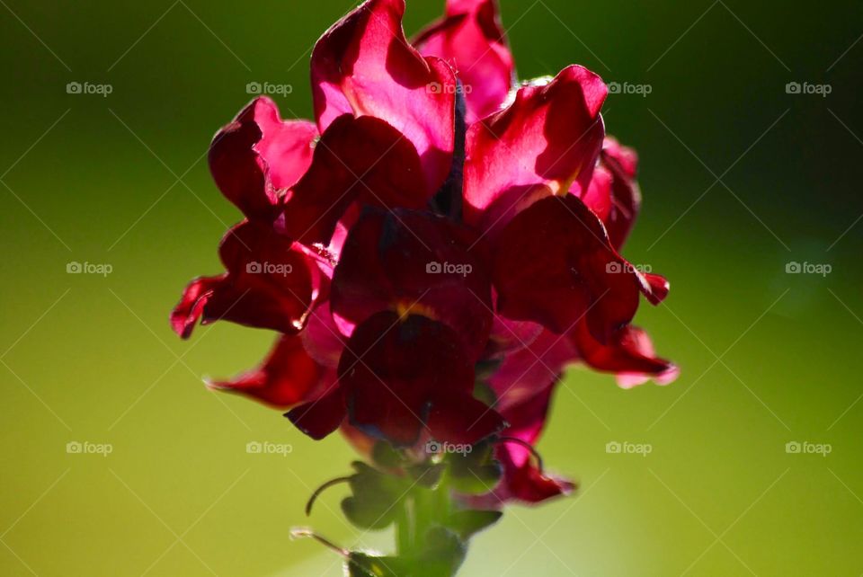 Snapdragon Splendor Bursts Forth