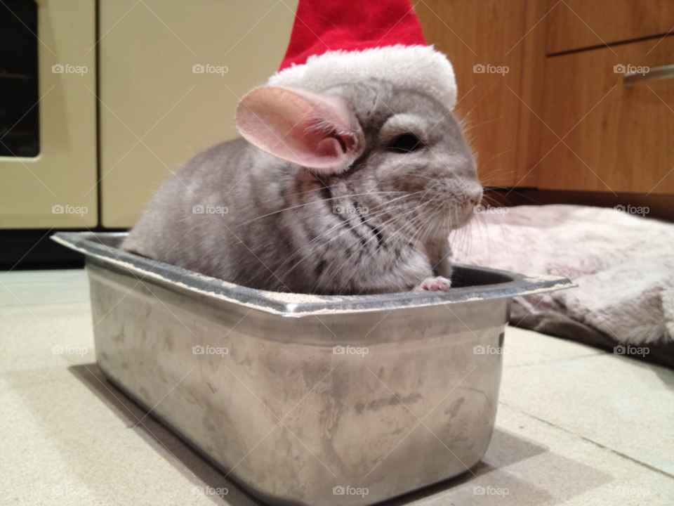 christmas santa festive chinchilla by caketin