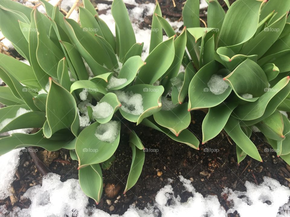 Tulips survive spring snowstorm