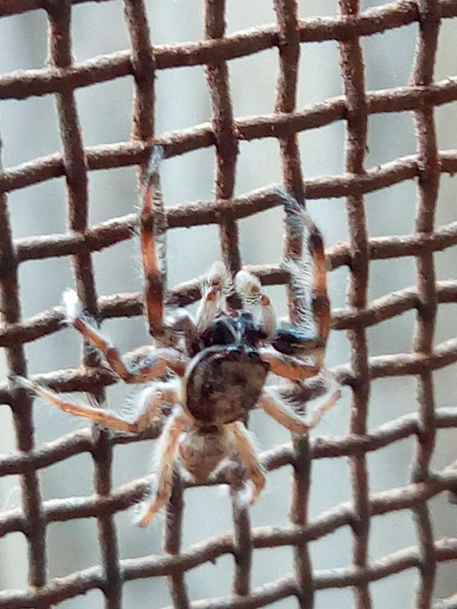 spider