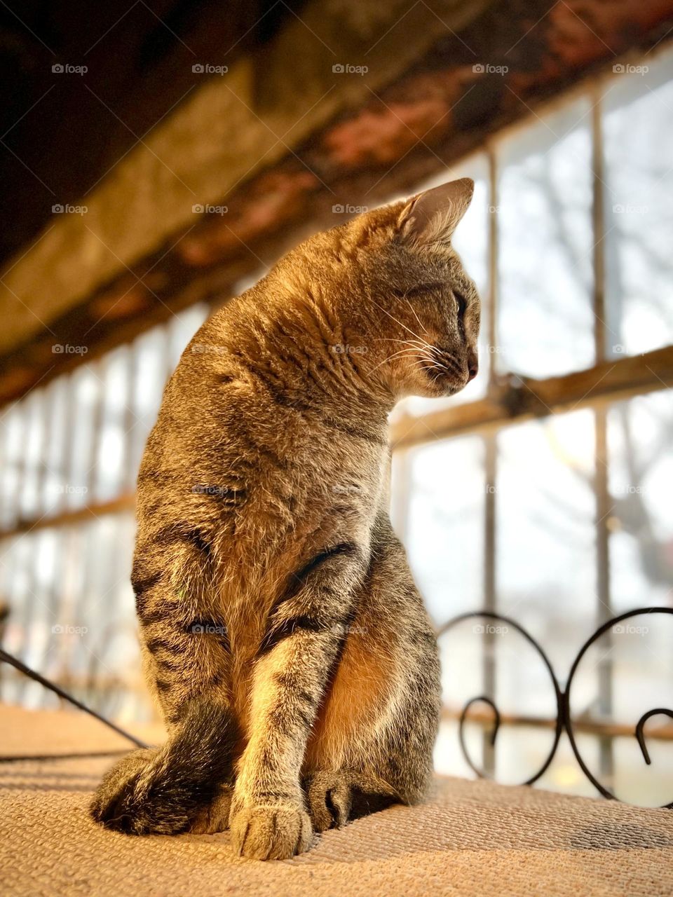 Store cat sitting on high shelf looking out window to rainy winter day. The panes vanish in perspective.