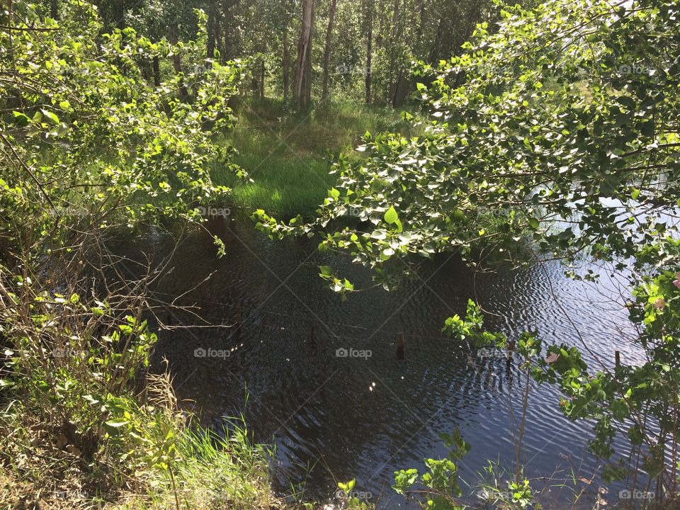Hiking near a pond in the wilderness 