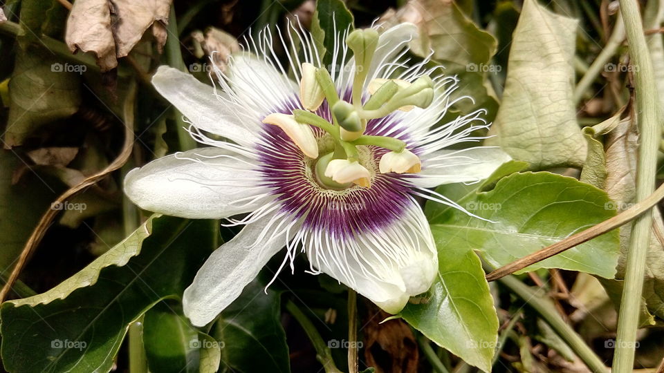 markisa flower ( white and purple )