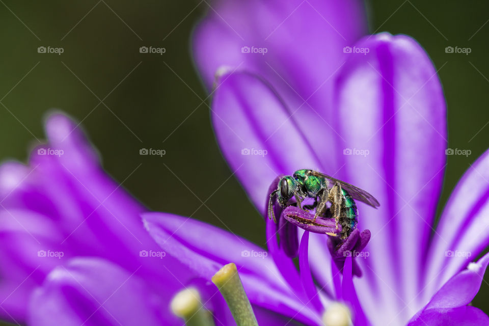 wasp pollinating purple flower