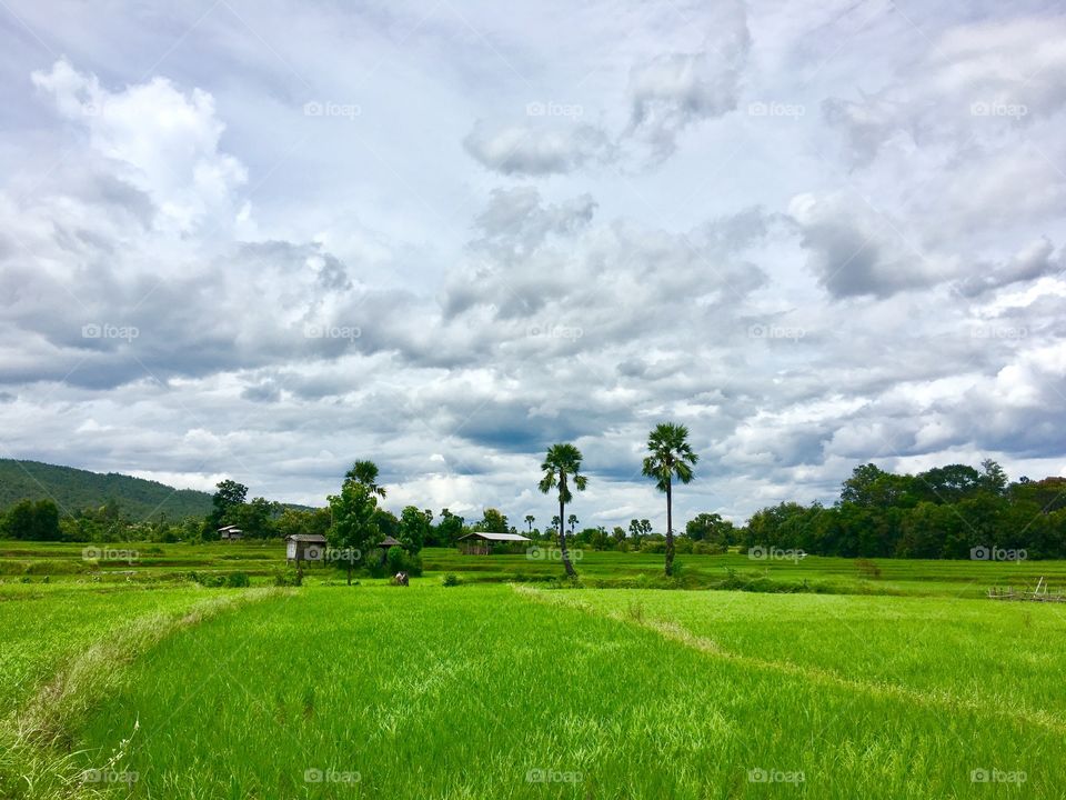 Rice field 