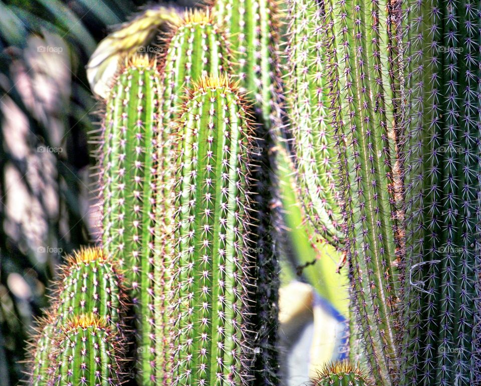 Cactus needles