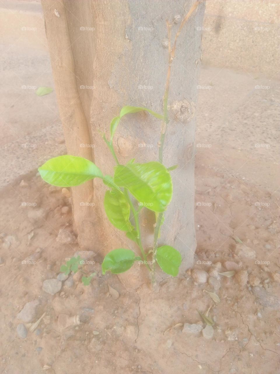 Beautiful green plants