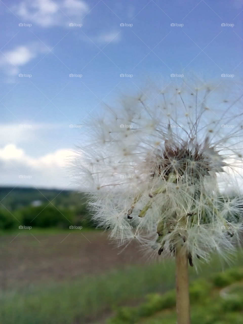 Dandelion. A simple but beautiful dandelion.
