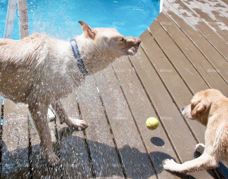 Dog shaking to remove water from fur