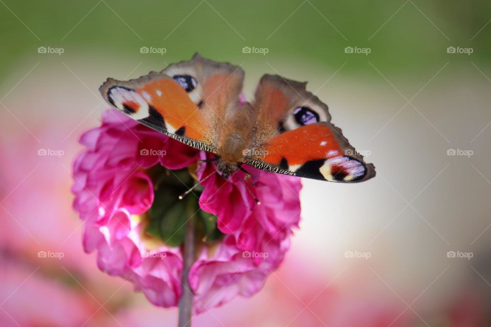 peacock butterfly on Pink flower