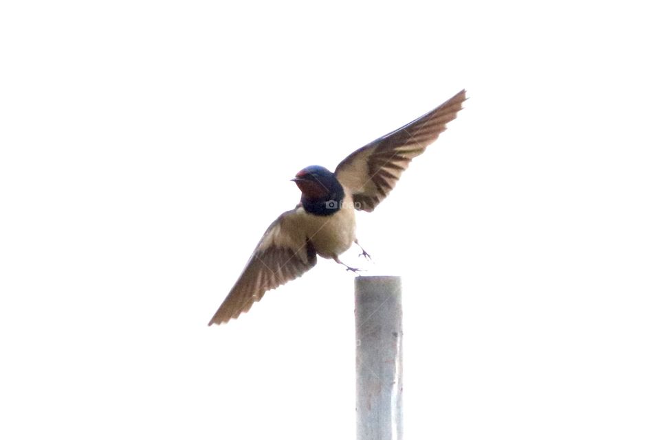 Swallow